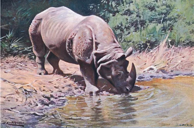 Rinoceronte indio, de Fauna del mundo publicado por Frederick Warne & Co, c.1900